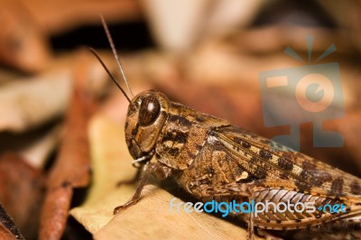 Brown Grasshopper Stock Photo