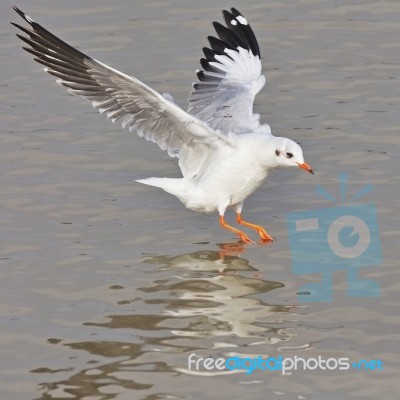 Brown-headed Gull Stock Photo