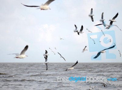 Brown Headed Gull On Flying.(larus Brunnicecephalus) Stock Photo