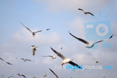 Brown Headed Gull With Sky Background Stock Photo