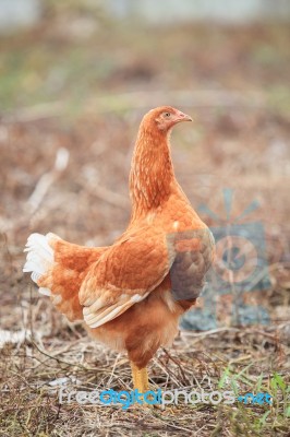 Brown Hen Chicken Standing In Field Use For Farm Animals, Livest… Stock Photo