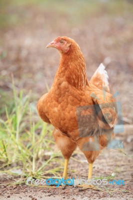 Brown Hen Chicken Standing In Field Use For Farm Animals, Livest… Stock Photo