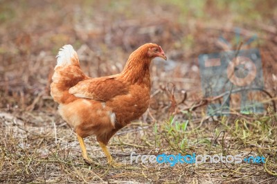 Brown Hen Chicken Standing In Field Use For Farm Animals, Livest… Stock Photo