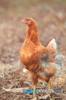 Brown Hen Chicken Standing In Field Use For Farm Animals, Livest… Stock Photo