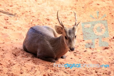 Brown Hog Deer Laying Stock Photo