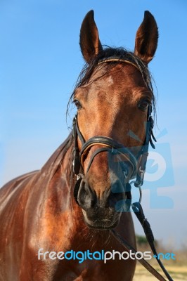 Brown Horse Stock Photo