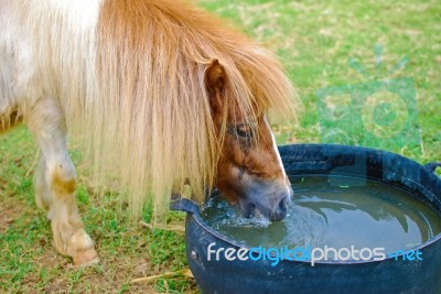 Brown Horse Eating And Grazing In Farm Stock Photo