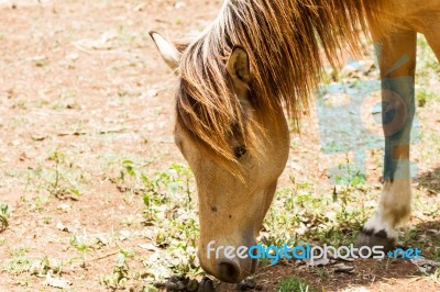 Brown Horse Feeding Stock Photo