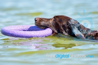 Brown Labrador Swimming In The Sea Stock Photo