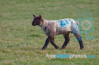 Brown Lamb At Home On The South Downs In Sussex Stock Photo