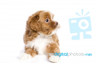 Brown Little Havanese Puppy Stock Photo