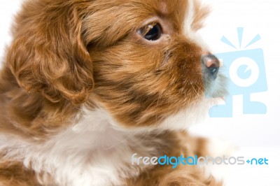 Brown Little Havanese Puppy Stock Photo