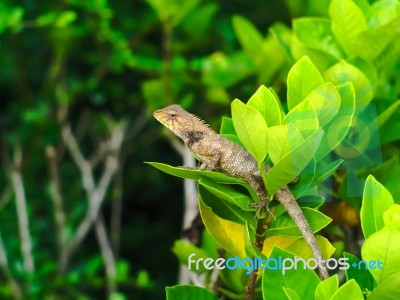 Brown Lizard Hidden In A Bush Stock Photo