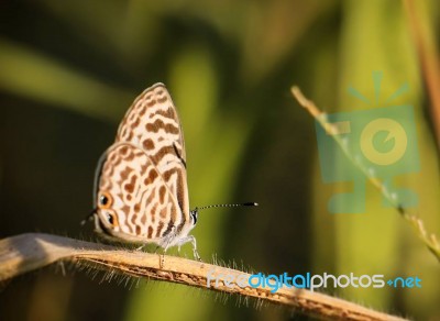 Brown Mix White Butterfly Portrait On A Single Leave With  Green Background Stock Photo