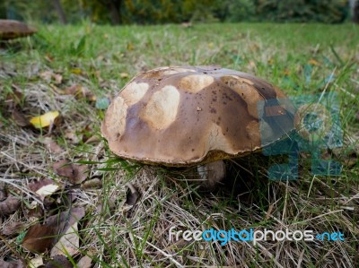 Brown Mushroom  Growing In Sussex Stock Photo