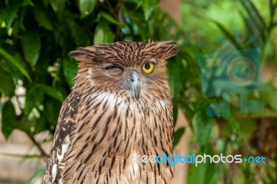 Brown Owl Close Up Stock Photo