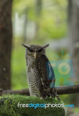 Brown Owl On The Fake Green Grass Stock Photo