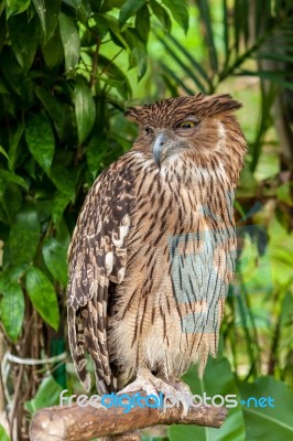 Brown Owl Perching Stock Photo