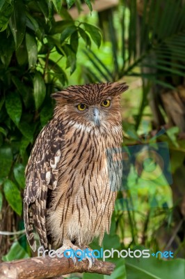 Brown Owl Perching Stock Photo