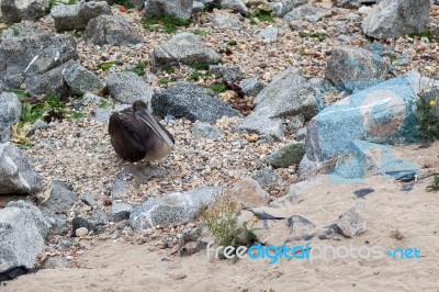 Brown Pelican At Monterey Stock Photo