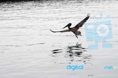 Brown Pelican In Flight Over The Sea Stock Photo