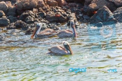 Brown Pelican In The Galapagos Stock Photo