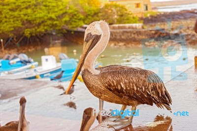 Brown Pelican In The Galapagos Stock Photo