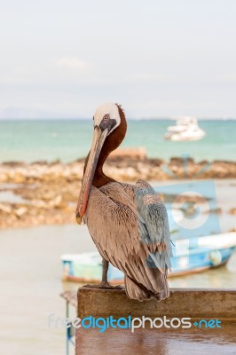 Brown Pelican In The Galapagos Stock Photo