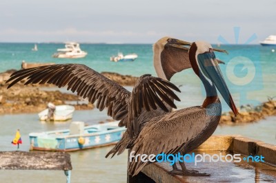 Brown Pelican In The Galapagos Stock Photo