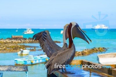 Brown Pelican In The Galapagos Stock Photo