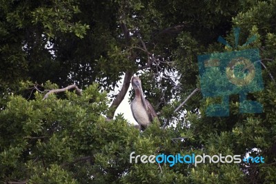 Brown Pelican On A Tree Stock Photo