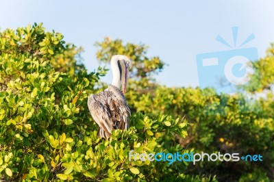 Brown Pelican On The Tree In Galapagos Islands Stock Photo