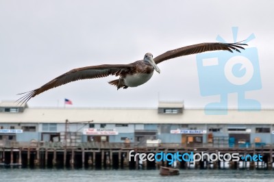 Brown Pelican (pelecanus Occidentalis) Stock Photo