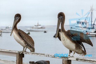 Brown Pelican (pelecanus Occidentalis) Stock Photo