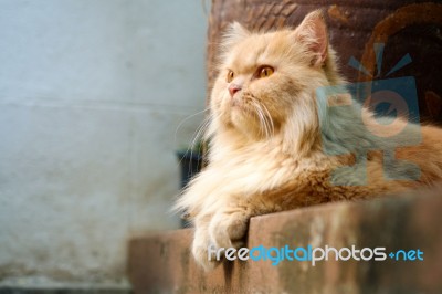 Brown Persian Cat Sitting On Concrete Floor Stock Photo