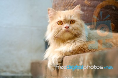 Brown Persian Cat Sitting On Concrete Floor Stock Photo