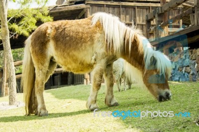 Brown Pony Horse In Farm Stock Image