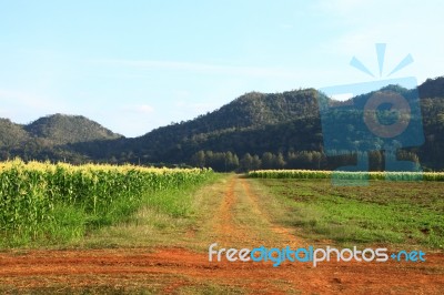 Brown Road To Country Corn Farm Stock Photo