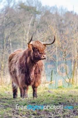 Brown Scottish Highlander Cow Standing In Sunny Spring Meadow Stock Photo