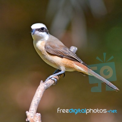 Brown Shrike Bird Stock Photo