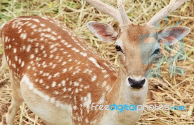 Brown Sika Deer Stock Photo