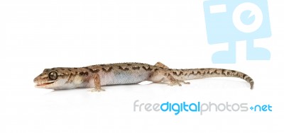 Brown Spotted Gecko Reptile Isolated Stock Photo