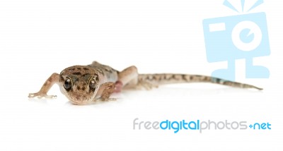 Brown Spotted Gecko Reptile Isolated Stock Photo