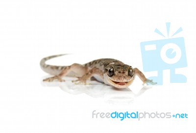 Brown Spotted Gecko Reptile Isolated Stock Photo