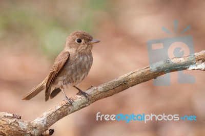 Brown-streaked Flycatcher Stock Photo