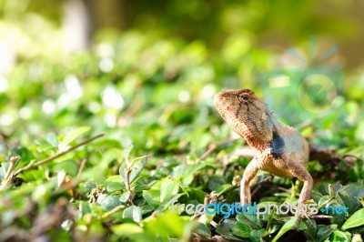 Brown Thai Lizard Stock Photo