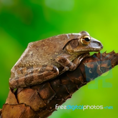 Brown Tree Frog Stock Photo