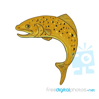 Brown Trout Jumping Drawing Stock Image