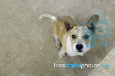 Brown White Big Ear Cute Puppy Look Up Stock Photo