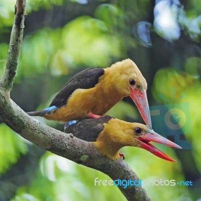 Brown-winged Kingfisher Stock Photo